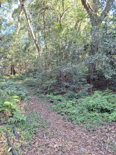 泰安麻必浩林道南坑山O型202502282724660