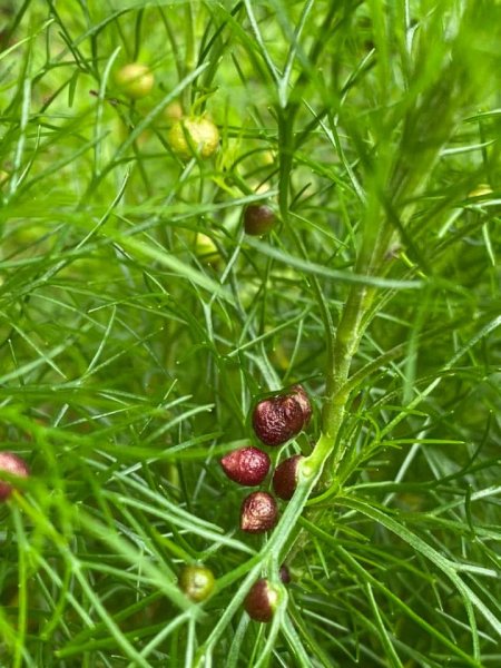 塔塔加黑森林2668046