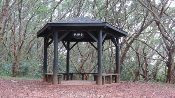 《台中》綠色隧道｜大肚環保公園登山步道O繞202604183038559