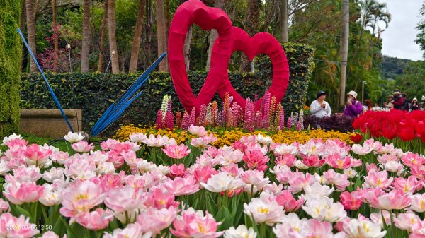 #士林官邸 #鬱金香 #碧山巖 #椿寒櫻 #國父紀念館 #八重櫻 3/5 #三層崎 #嗄嘮別 3/63010394