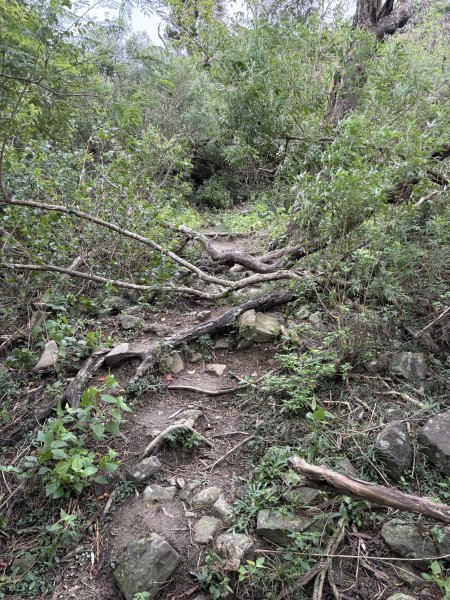 20251129大山母山步道2951883