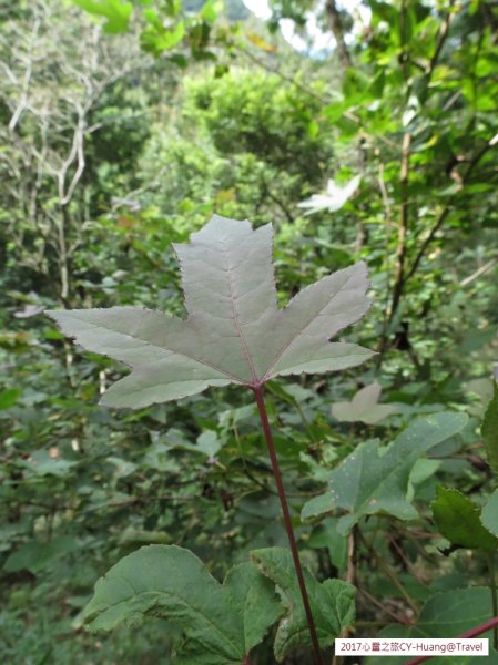 《南投》心靈之旅｜惠蓀林場步道群20171010-212890532