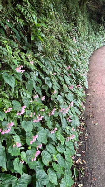 臺北大縱走第一段_關渡至二子坪2853786