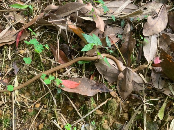 瑪陵坑群峰（七堵車站O型）2760792