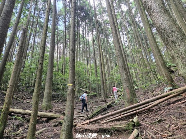 【台中和平】長壽山_肥崠山_山徑3077648