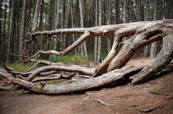 帝王之座-南湖圈谷｜審馬陣山＋南湖北山＋雲稜/南湖圈谷山屋2884839