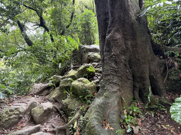 [微笑山線_第三段] 2026_0328 鳶山山系_鳶山彩壁3025674
