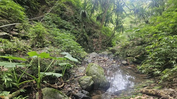 20250621叢雲山-740峰O型2821839