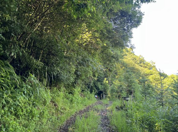 2025_0621 霞喀羅國家步道(養老端)2819863