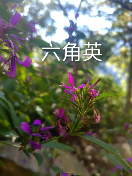 守關山南峰 守關山 守城大山2919084