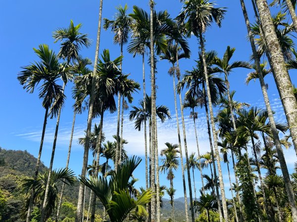 日月潭後尖頭社蹤走2748517