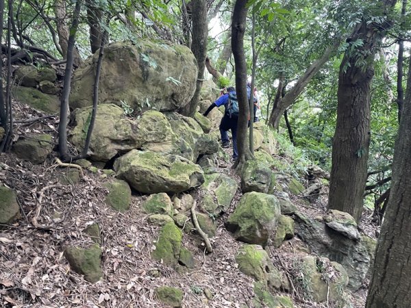 【大棟山系】百年大榕樹2858108