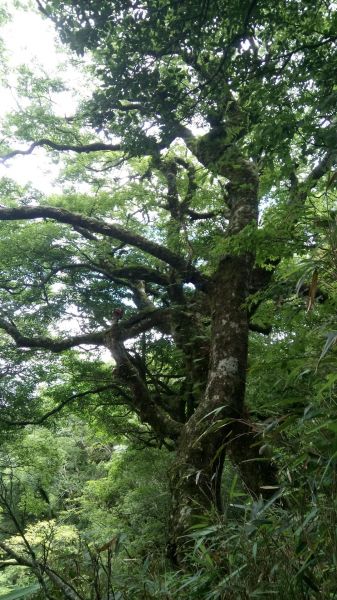 北得拉曼山登山步道神木區及內鳥嘴山連走356773