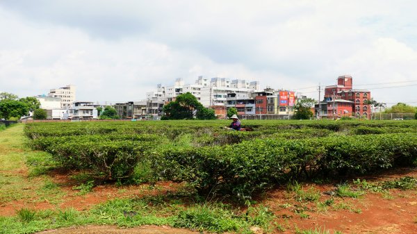 茶山步道,鎮南橋,鴉片菸潭,通學古道2602603
