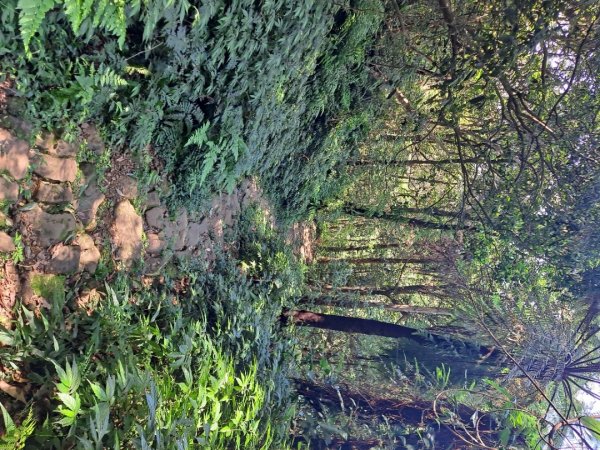 20230911淡蘭古道中段：五分山步道-暖東舊道2446803