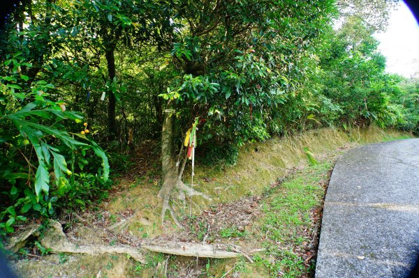 新北-宜蘭 大石壁坑山、五酒桶山、龍崗山、灣坑頭山3090333