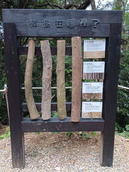 微笑山線大棟山系百年大榕樹段+大湖坑步道2981052