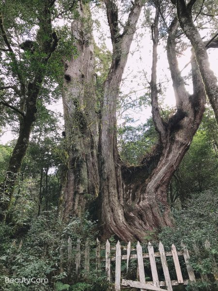 ~ 鎮西堡巨木群步道（B區） ~1299653