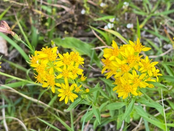 觀霧-檜山巨木群步道2925538