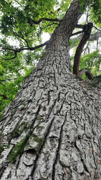 《台中》水向東流｜外埔水流東桐花步道202309162284259