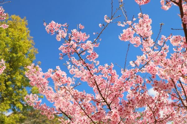 拉拉山的櫻花286513