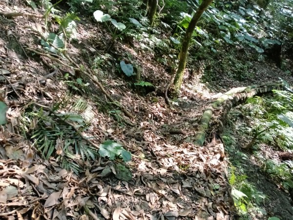 坪林區楣子寮尖+土地公遺址+火燒寮古道+枋山坑古道+枋山坑崙O型2985697