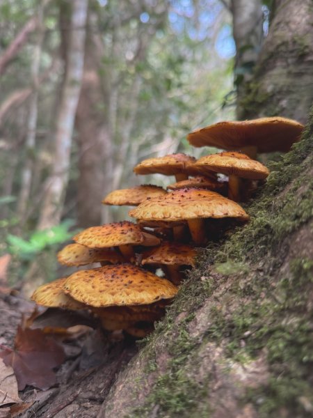 尖石鄉賞楓季-李崠山古堡、秀巒楓景、鎮西堡巨木群2958281