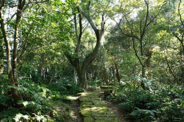 新北 三峽-土城 大暖尖山、火焰山、石門內尖山、十八羅漢岩、成福山3016620