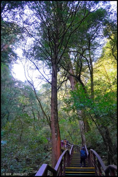 全台最大的紅檜森林 ~ 拉拉山巨木群885539