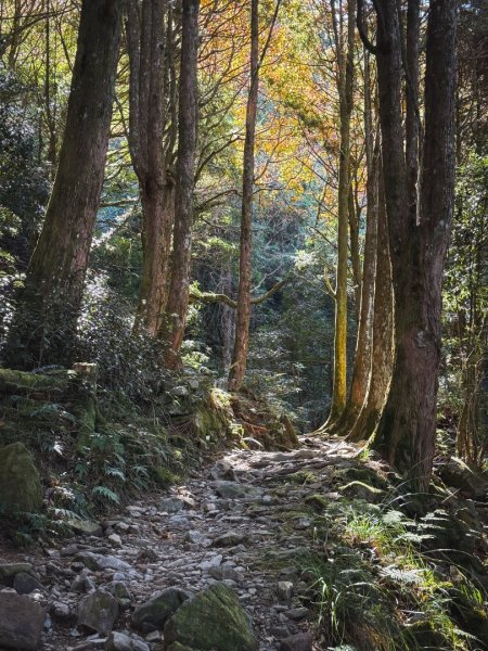 鳶嘴稍來步道賞楓季 ，大雪山門票優惠到12/31！2969585