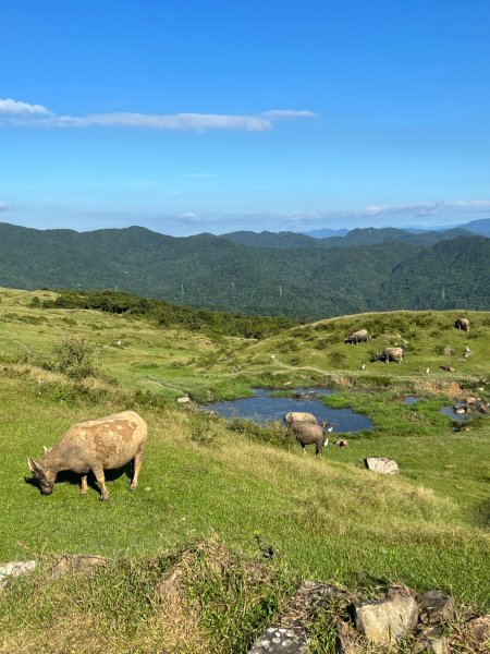 小百岳-灣坑頭山2637704