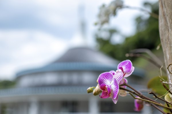礁溪 五峰旗-跑馬古道3029589