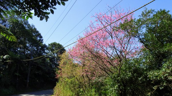 春天的顏色1279654