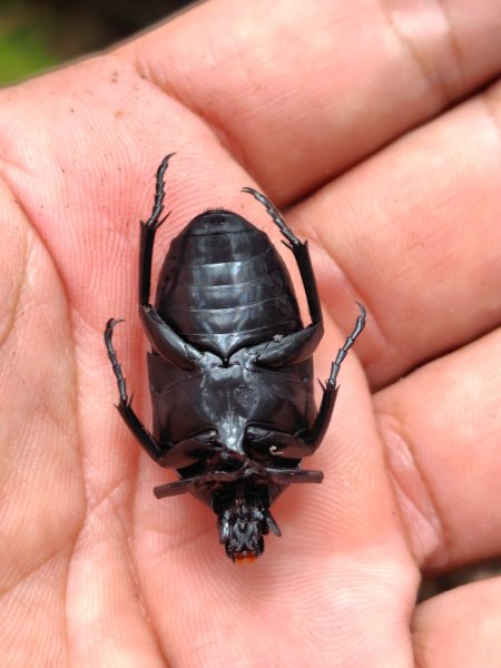 關刀山西峰 關刀山 關刀山東峰 西關刀山北峰 西關刀山北北峰2891015