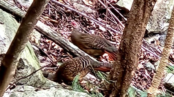 【中級山】谷關七雄波津加山2742326