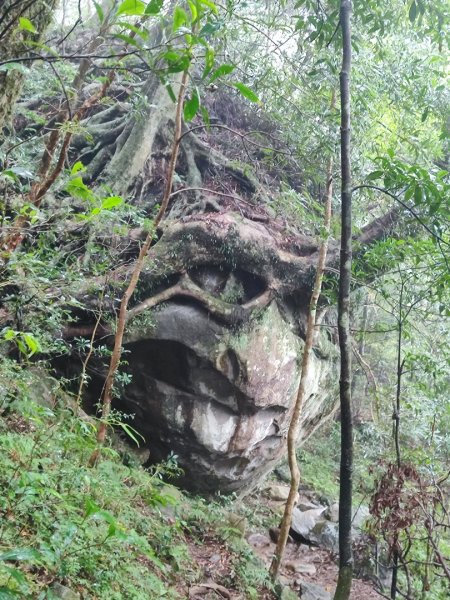 北得拉曼神木群連走內鳥嘴山2940215