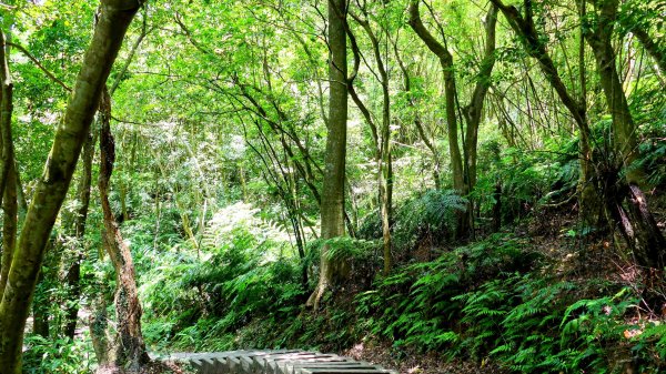 內雙溪自然中心2808696