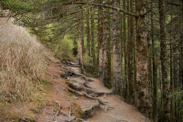 奇萊主北：奇萊北峰、月形池1322917