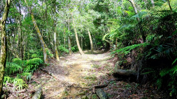 柯子林保甲路,如意湖,五指山古道2848890