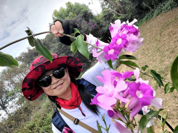 小百岳關刀山889m+銅鑼杭菊1924028