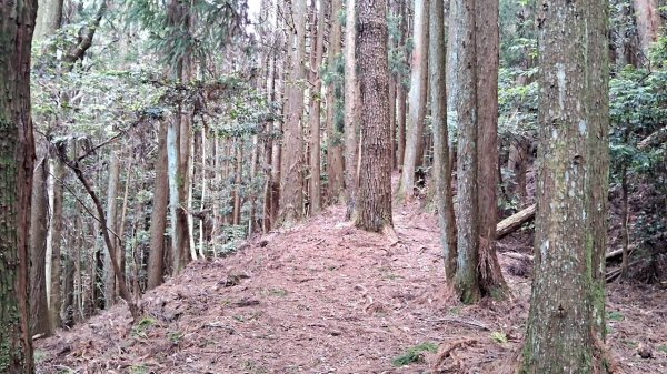 20230622 苗栗-雪見 東洗水山及北坑山 走走2193076