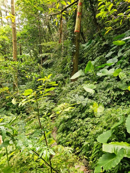 闊瀨古道/三水潭(淡蘭中路)-新北市坪林區2873796