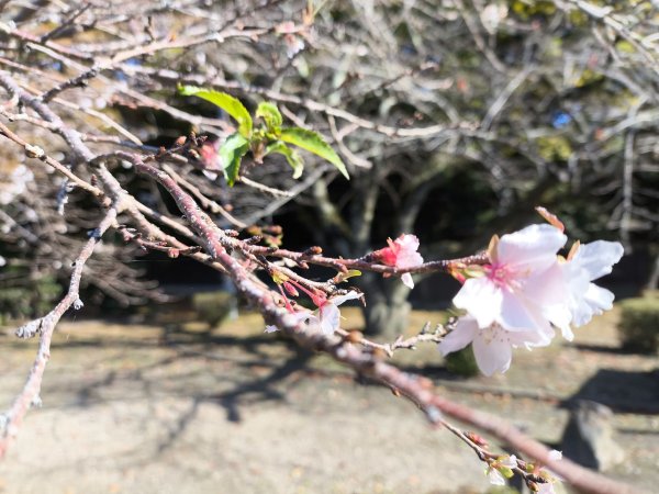 【日本健行】岡山、彥根 (近江八幡、彥根城)、姬路(書寫山圓教寺、世界遺產姬路城、好古園)2946500