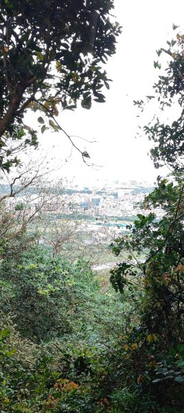 鳶山（福德坑山）2970864