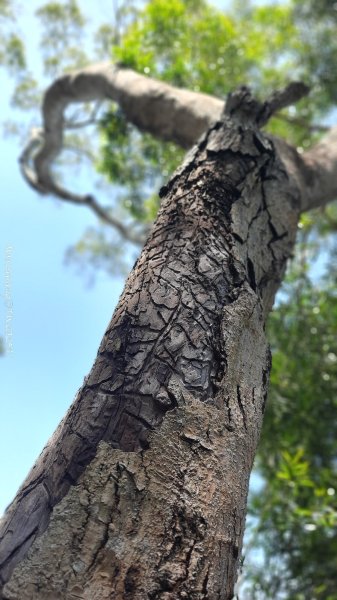 《彰化》登山逛市集｜臥龍坡步道環藤山步道202503222740501