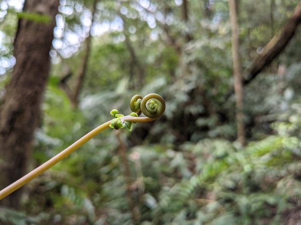 臺北大縱走第四段1651252