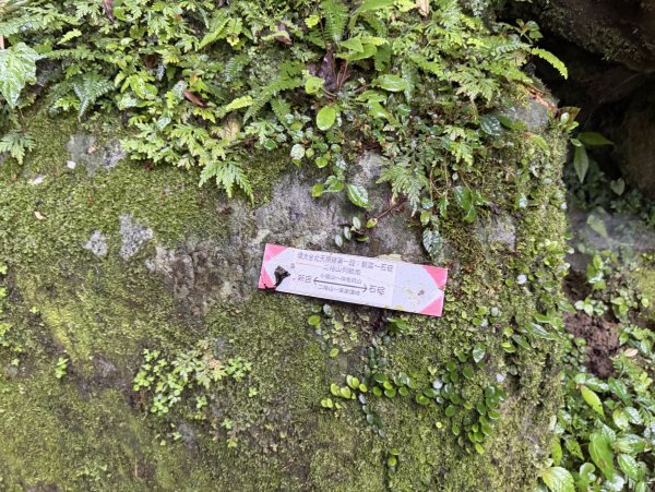 [微笑山線_第八段] 2026_0321 二格山系_二格山3020918