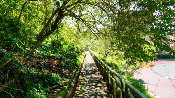 紫花酢醬草2739911