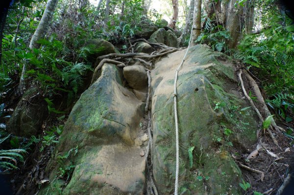 新竹 關西 蓬萊仙島山、石牛山、油井窩山、福大山2982383