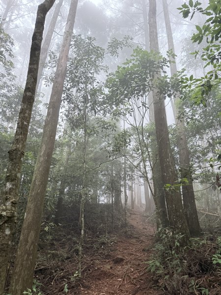 橫嶺山走走避暑趣 2025.6.112815422